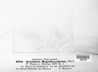 Aecidium magelaenicum image
